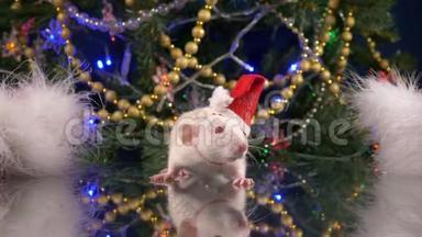 一只戴着圣诞帽的<strong>小白鼠</strong>在圣诞树的背景下看着摄像机。 动物符号